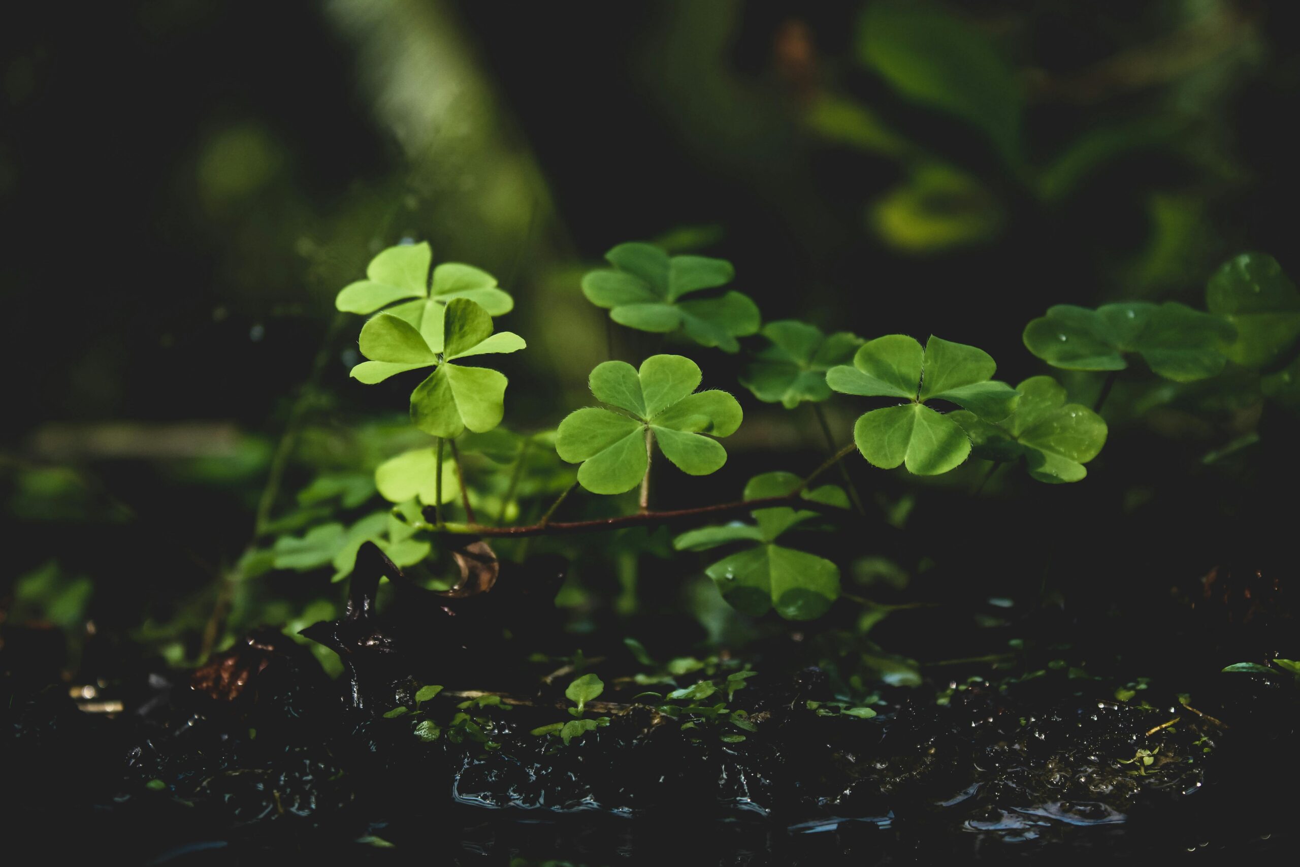 Poetry – A Ballad Heard By Clovers