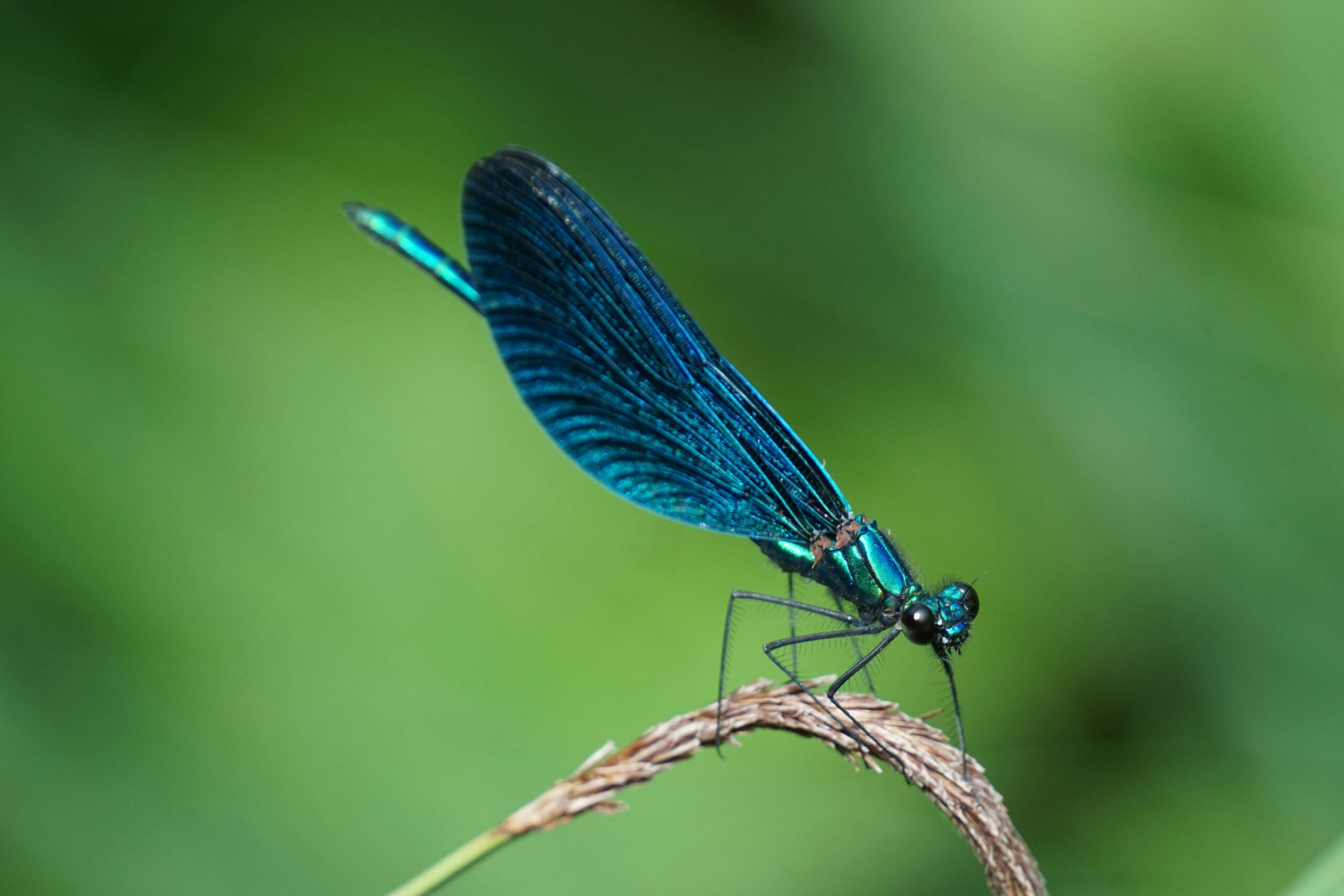 Poetry- Hello Dragonfly