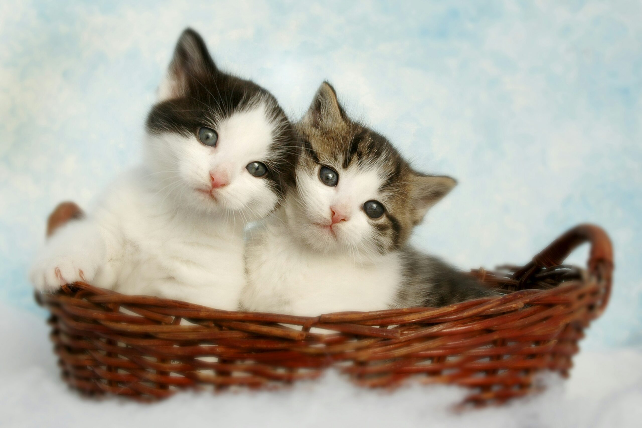 The CATS Of Effective Communication