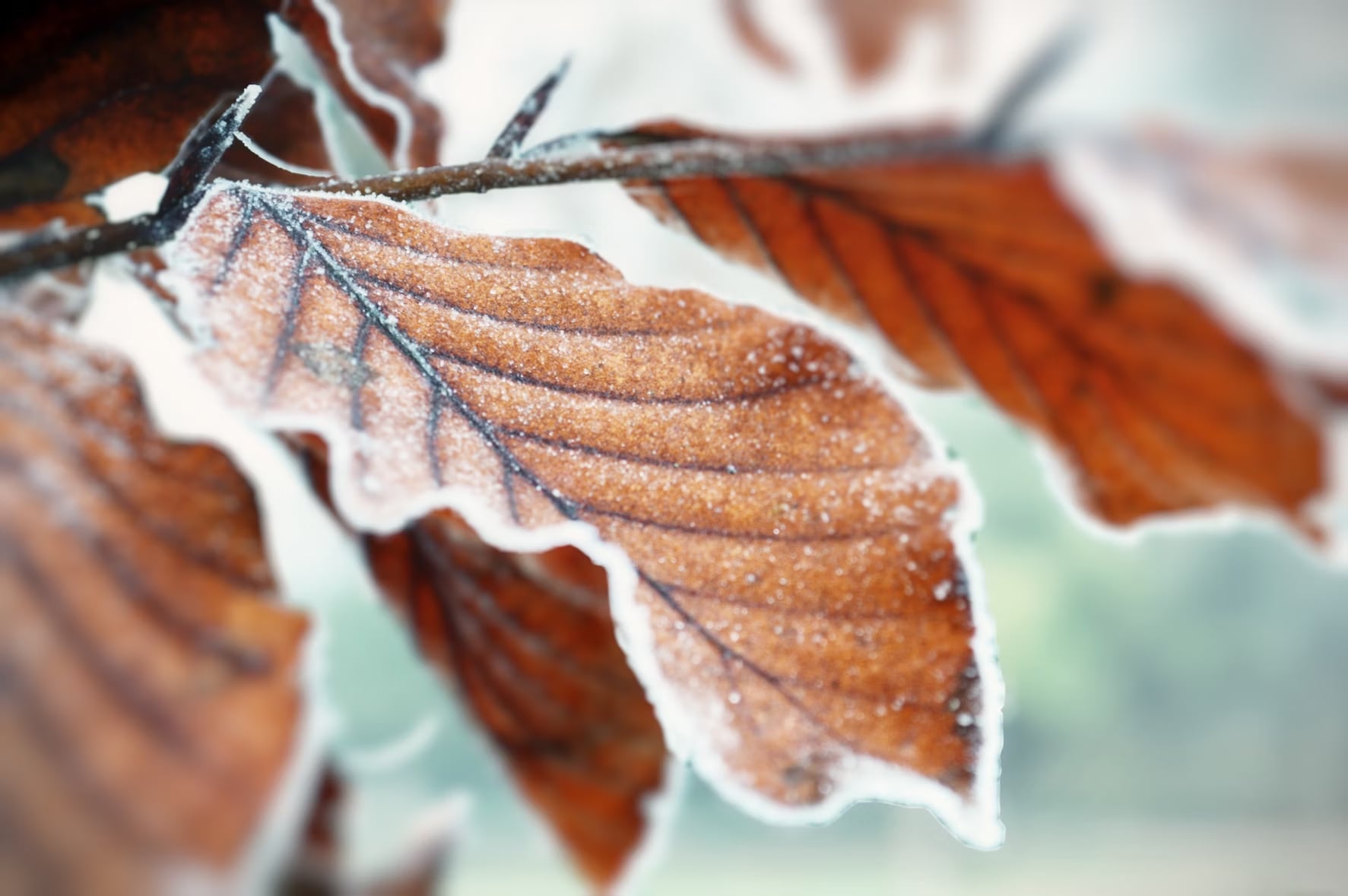Poetry- We Met Among The Frost