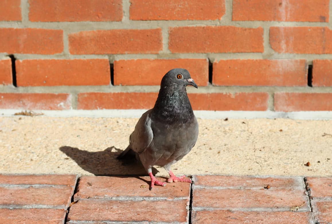 Willow The Pigeon