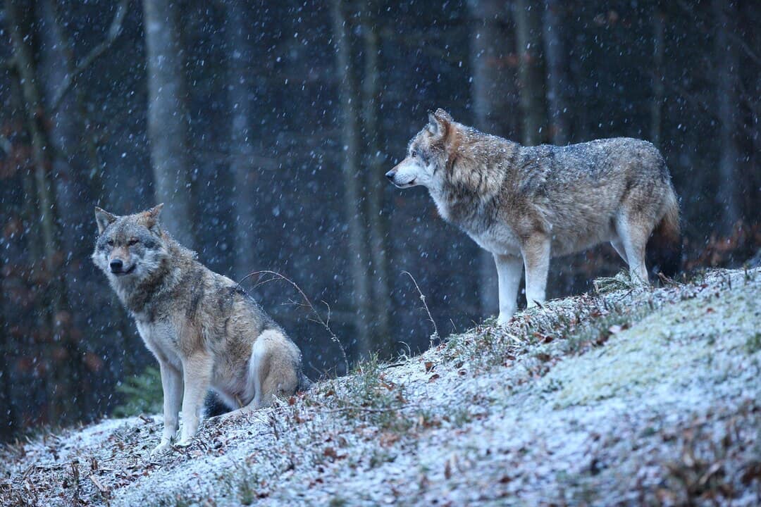 Poetry- The Wolf