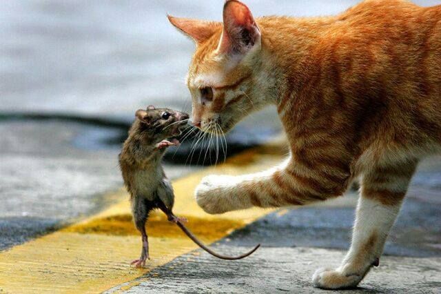 Why Cat And Rat Aren’t Friends