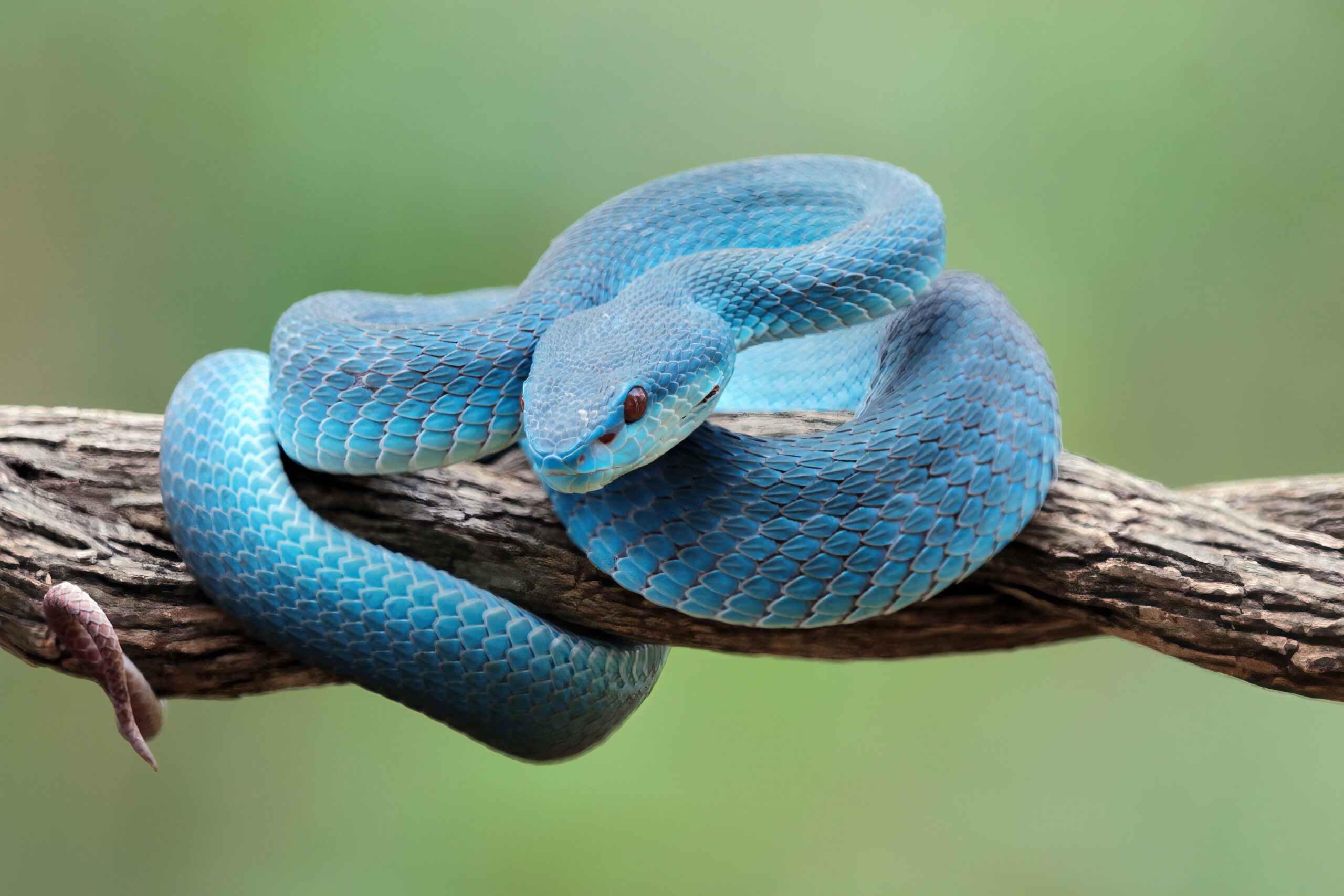 Year Of The Snake