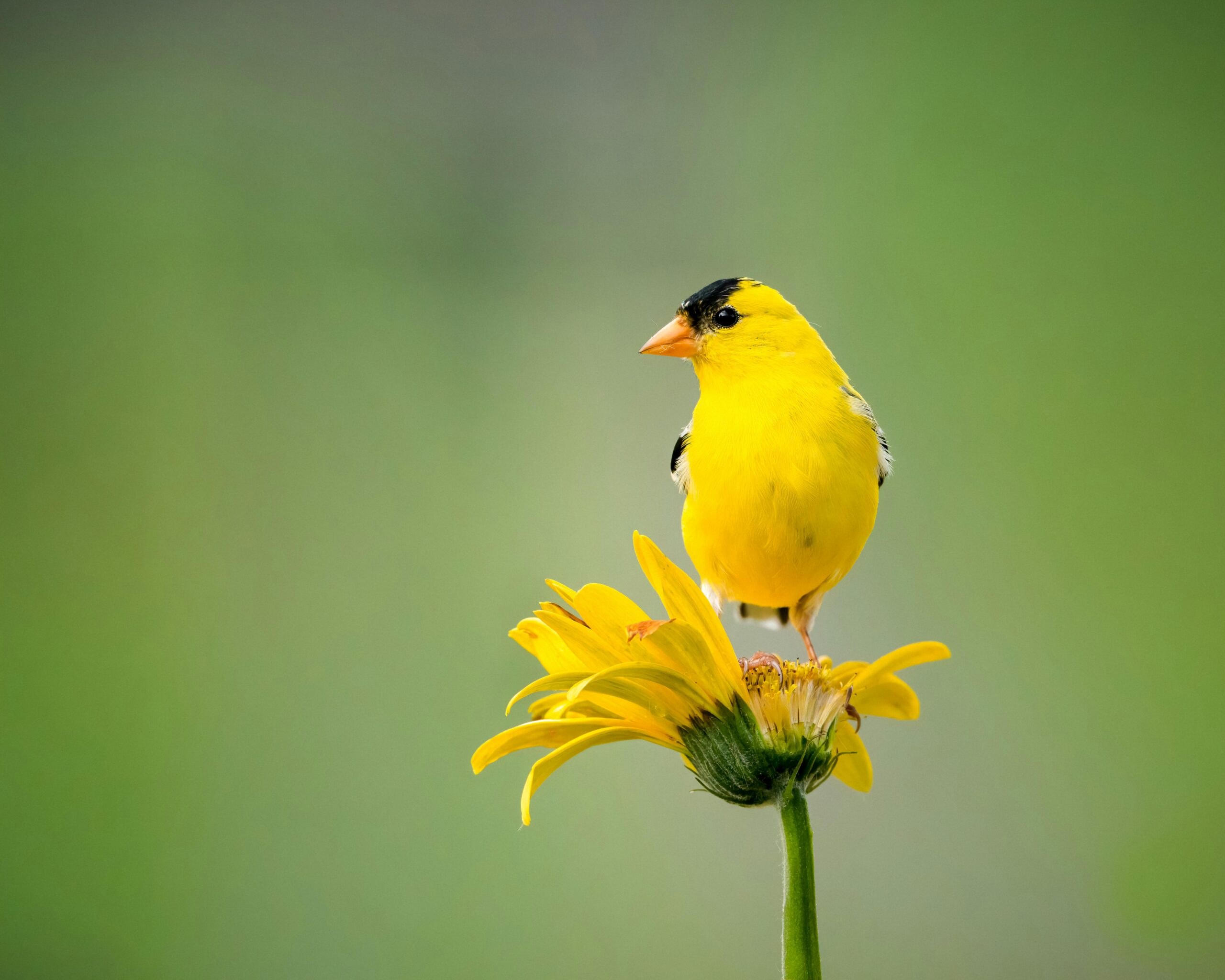 Wings Of Spring