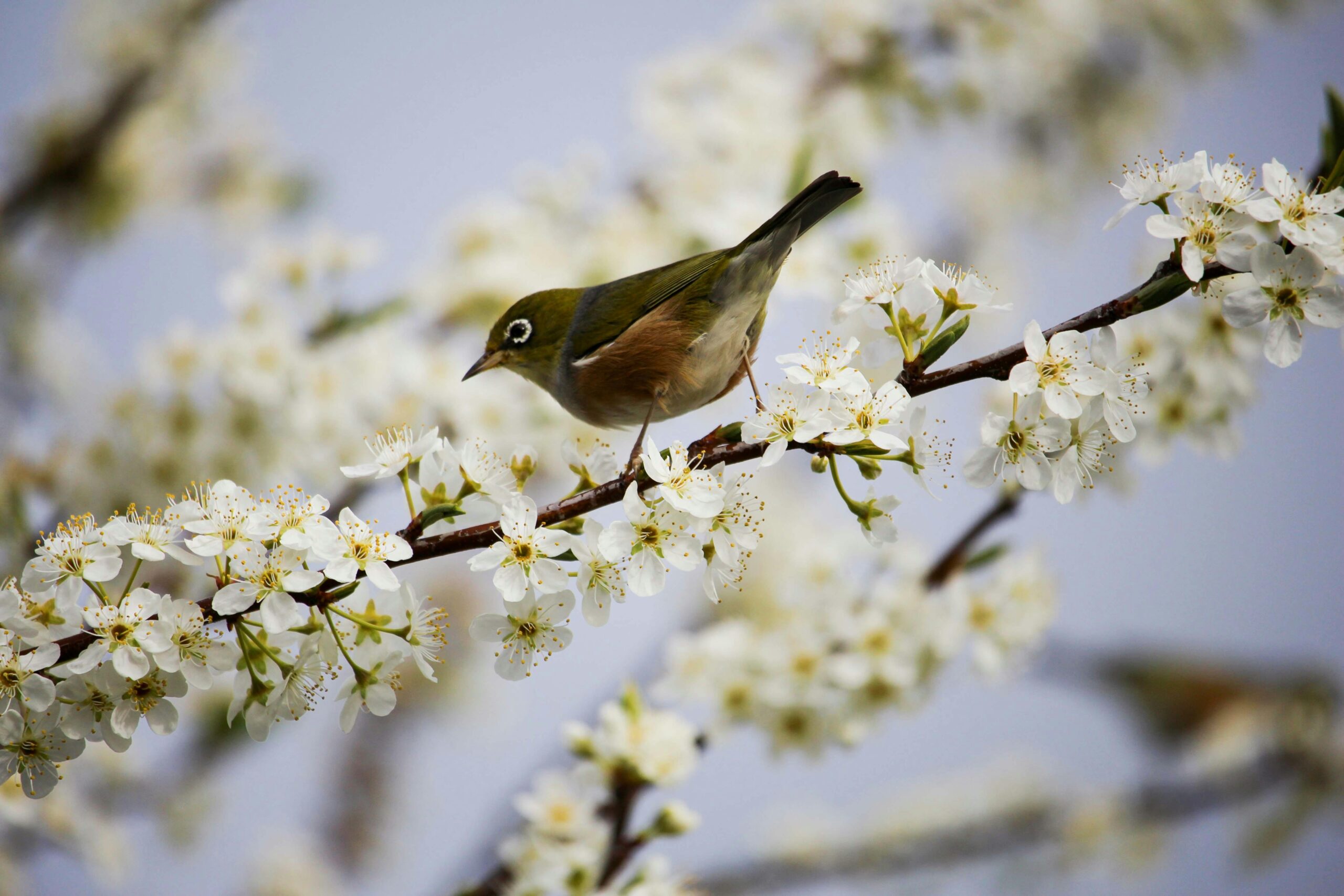 Springtime Sonata