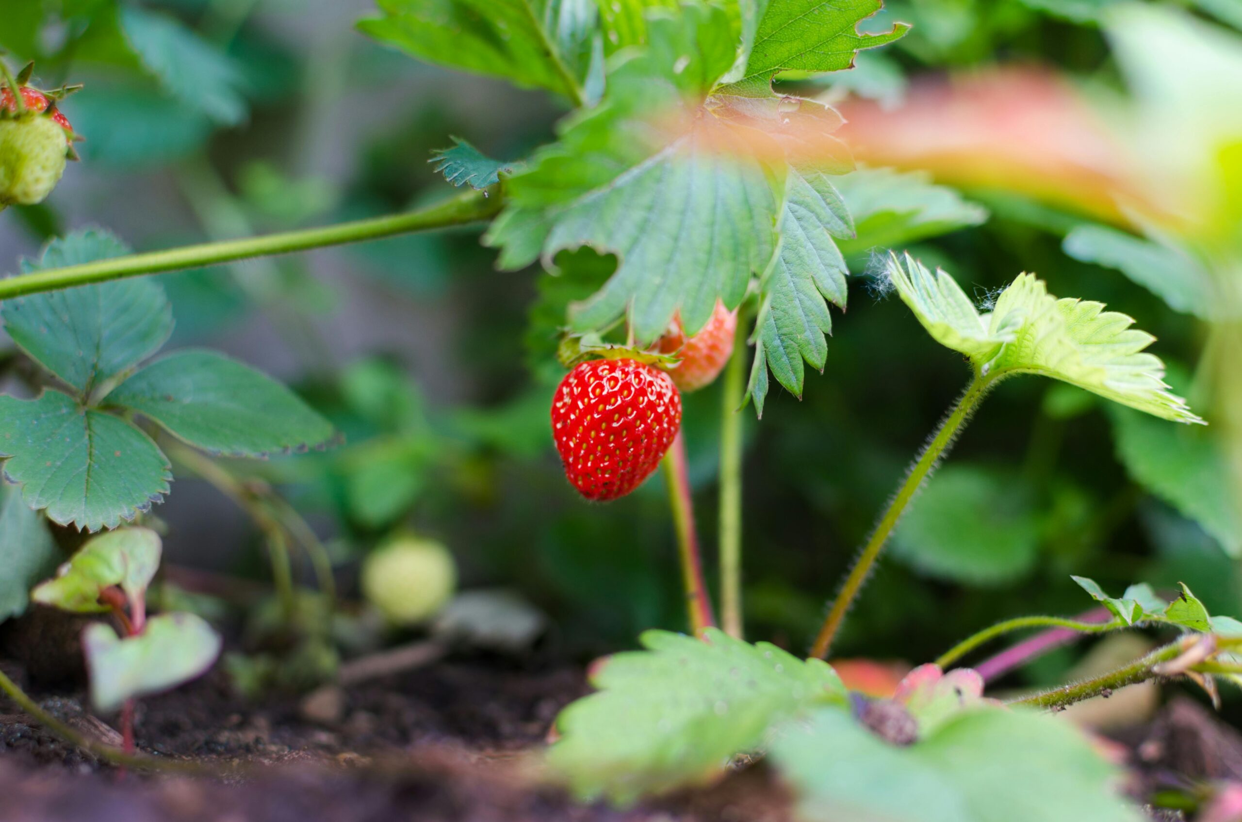Strawberry Orchards