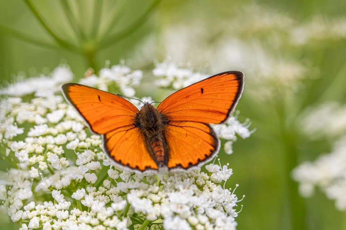 The Season of Becoming: A Time For Quiet  Rebirth