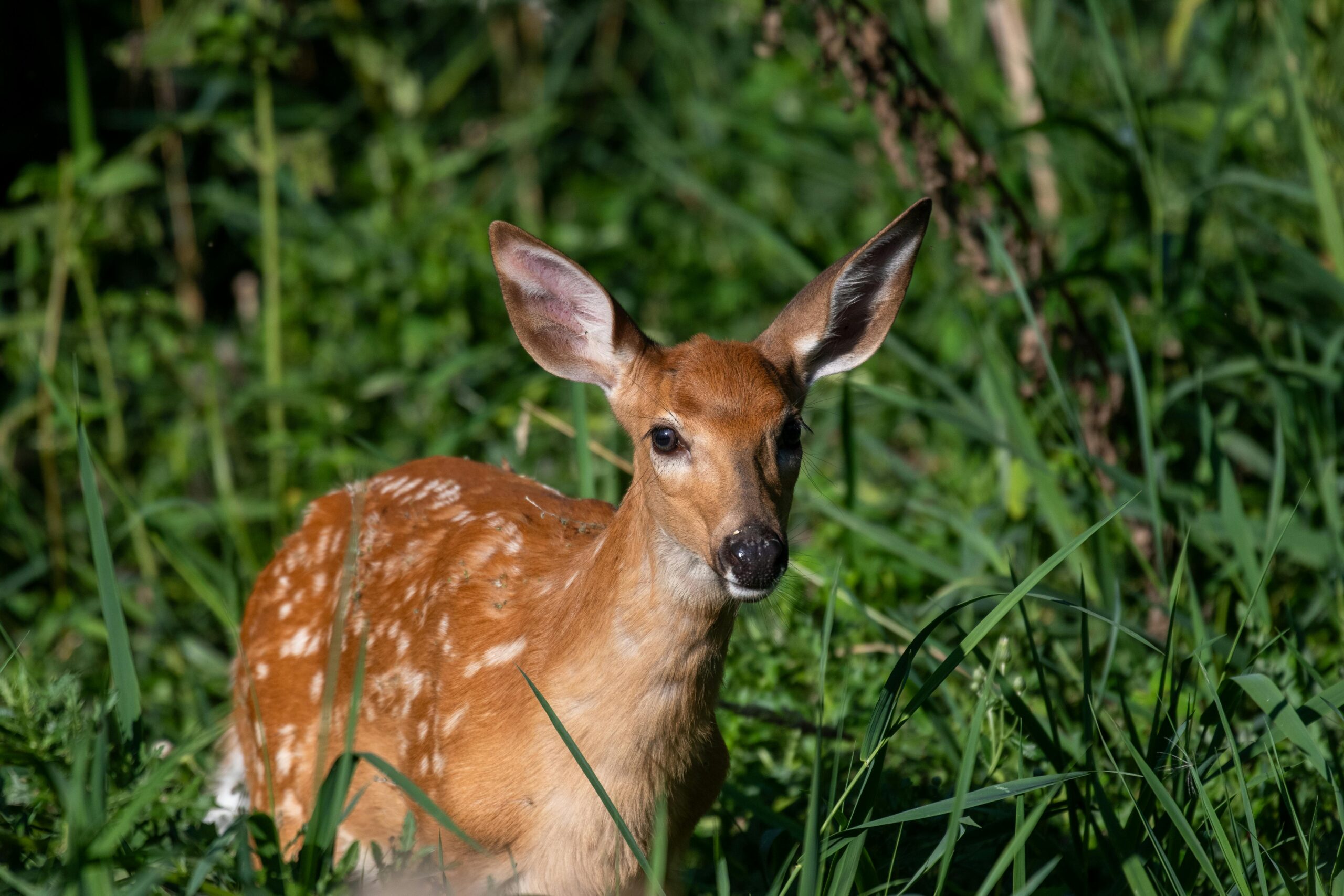 The Darling Doe