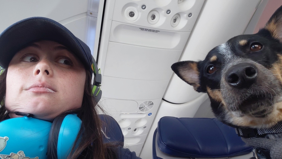 Meeka’s Story For Service Dog Awareness Month