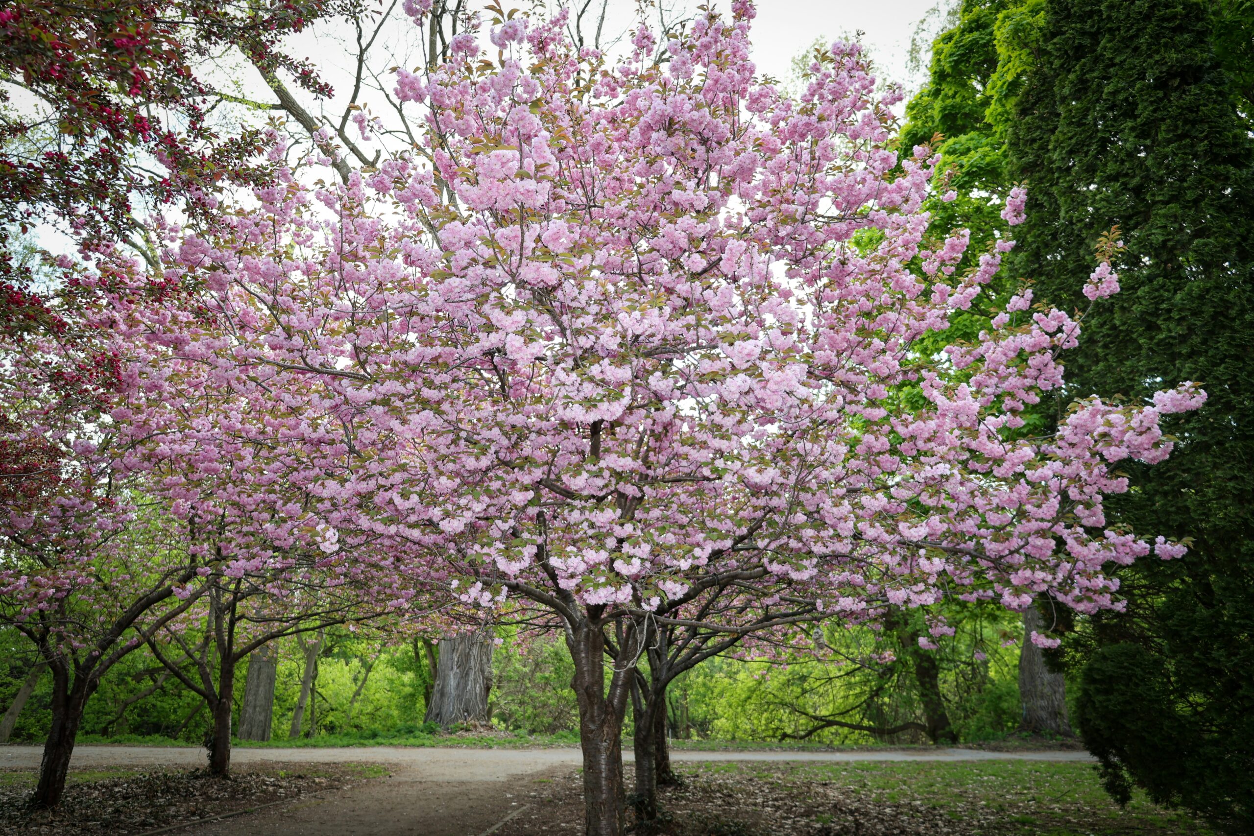 Letters In The Blossom Tree