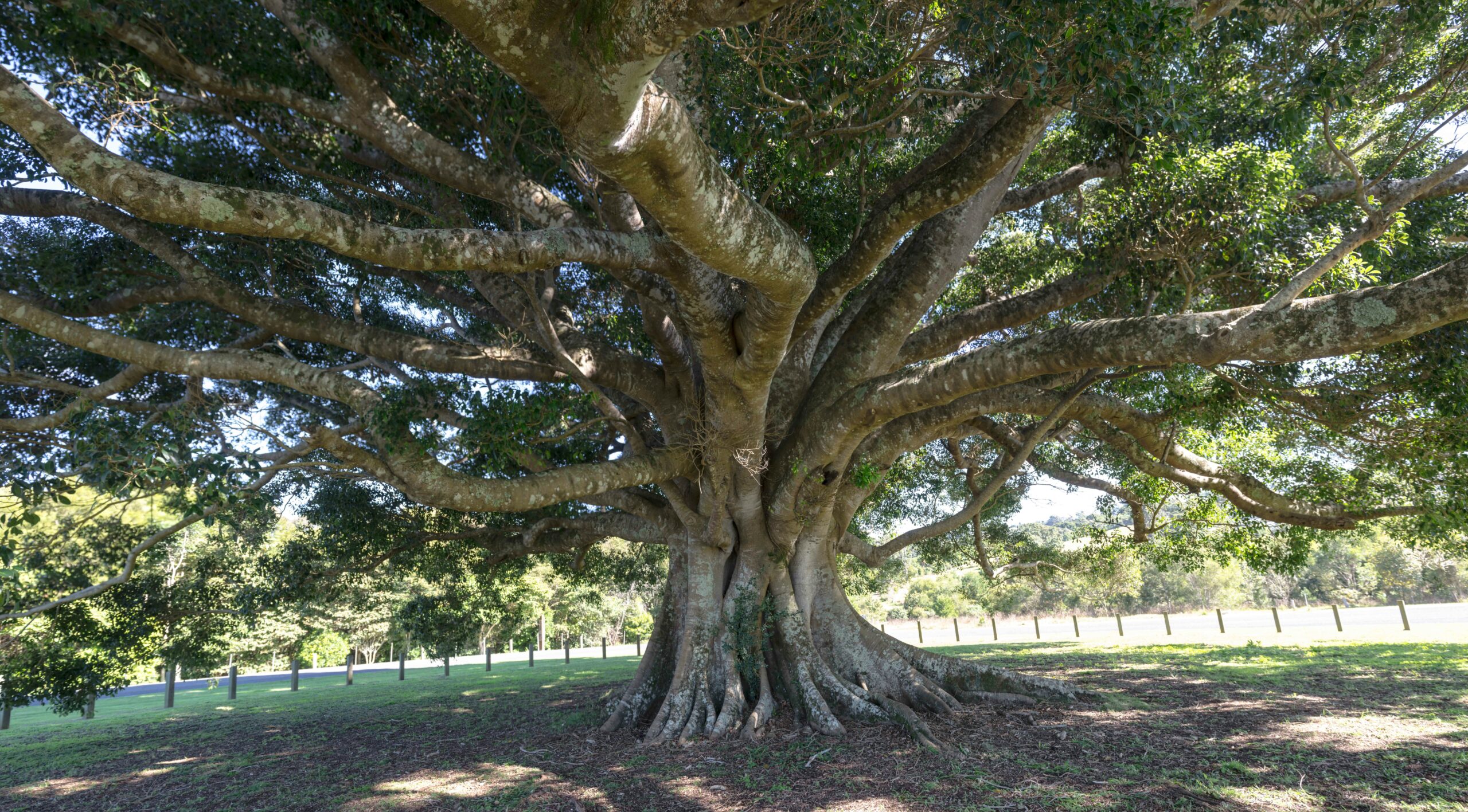 Fig Tree Theory