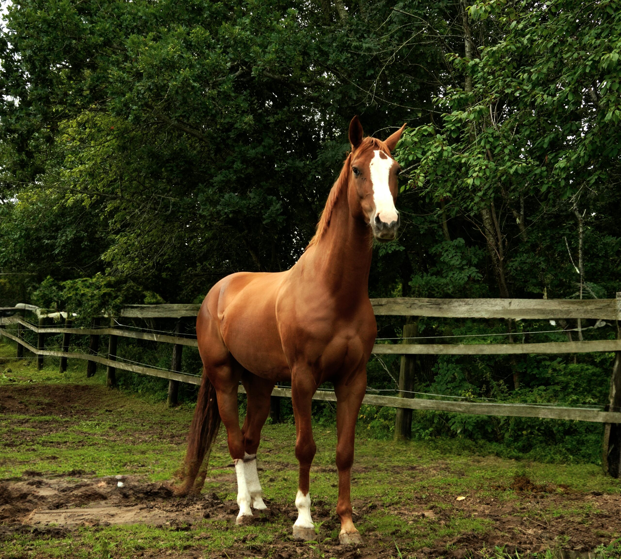 “Whisper Comes Home” (Excerpt from the Unpublished Novel Women of the Horse)