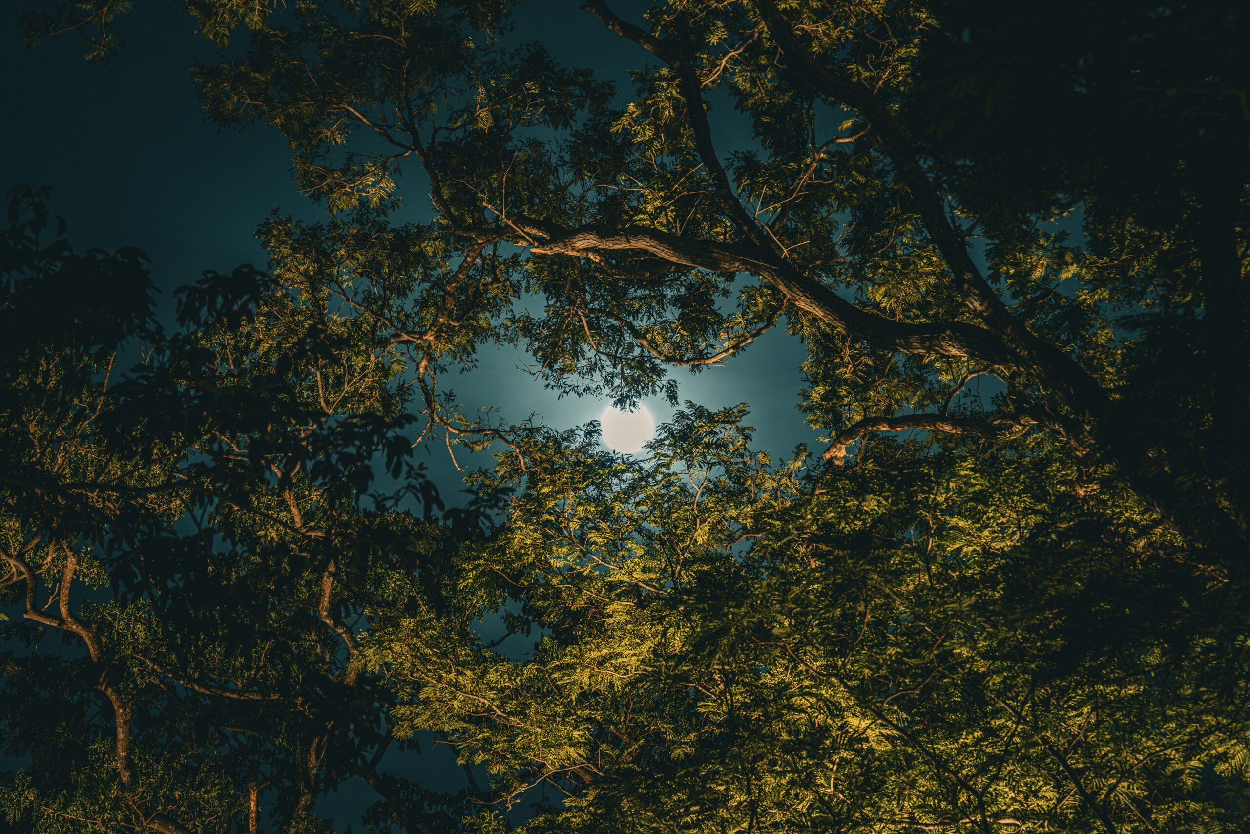 Lost In The Woods