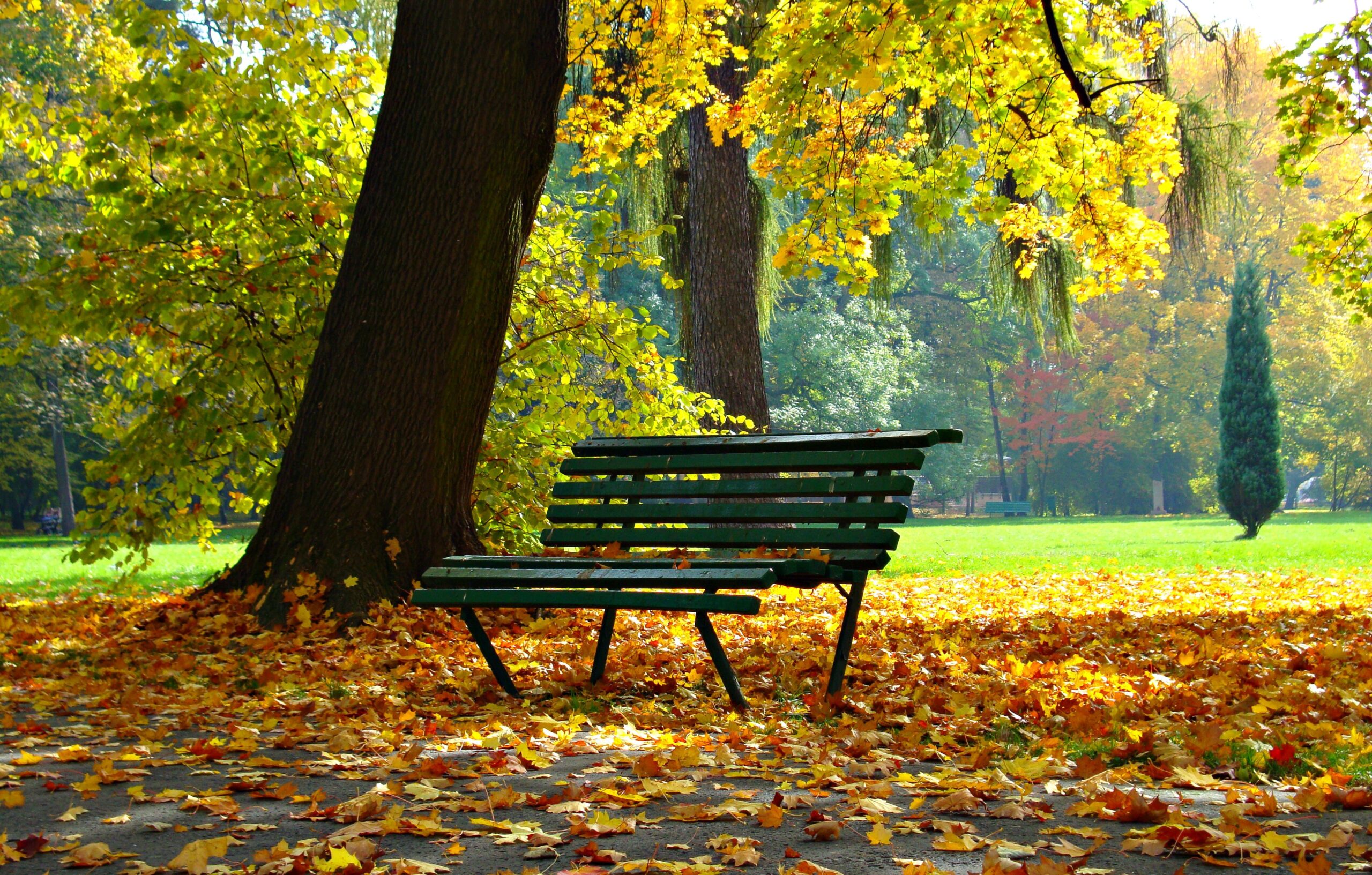 Bench